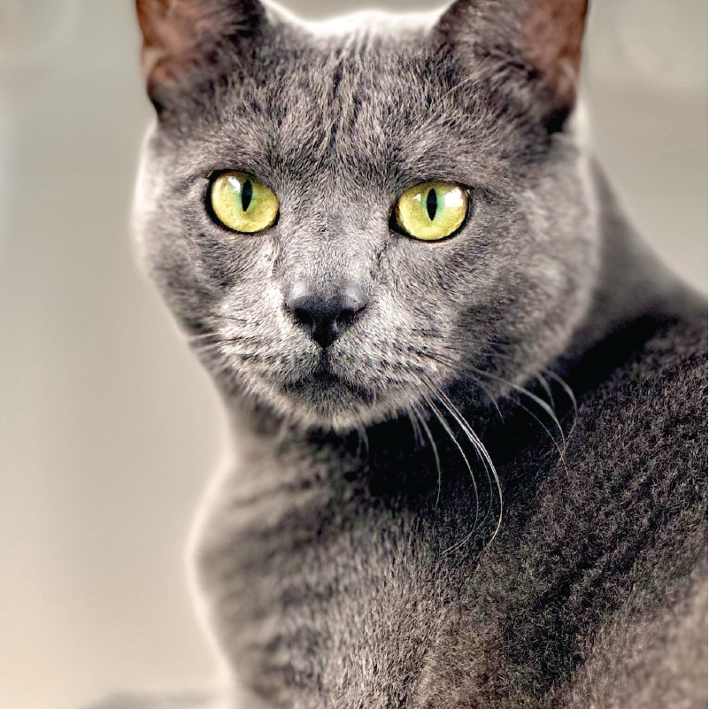 KCC Gray Tabby 800-01